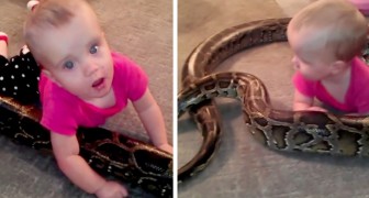 A father lets his 1-year-old daughter play with his python snake: the photos spark controversy across the web