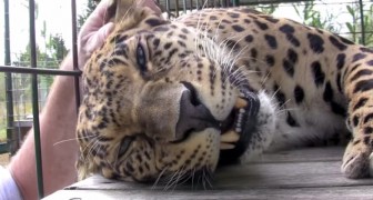 Sauvé d'un terrible destin, un léopard démontre tout son amour