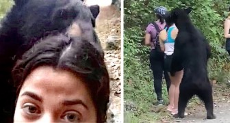 Un ours essaie de prendre dans les bras une fille pendant une randonnée : elle reste calme et se prend en selfie