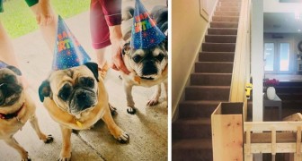 Costruisce un ascensore in casa per aiutare i suoi 3 anziani cagnolini a fare le scale: il risultato è adorabile