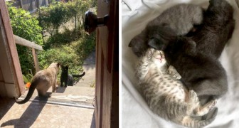 Streunende Katze bittet Frau, ihre Jungen in deren Haus sicher zur Welt bringen zu können
