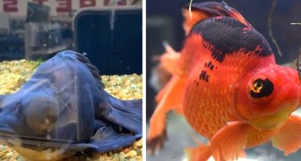 Une femme sauve un poisson mourant trouvé dans un magasin : il recommence à nager et change de couleur