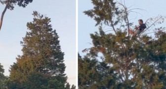 Un uomo scala un albero di 20 metri per fare un picnicnel parco mantenendo le distanze di sicurezza