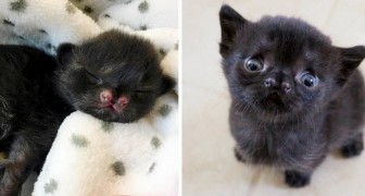 Un Petit Chaton Noir Seduit Tout Le Monde Avec Son Drole De Petit Museau Il A Ete Retrouve Tout Seul Dans Une Cour Abandonnee Regardecettevideo Fr