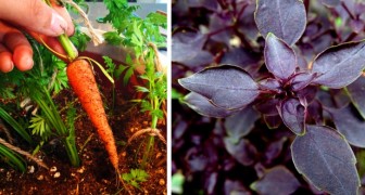 6 piante da coltivare sul balcone senza difficoltà per avere erbe e verdure fresche in cucina