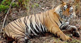 India: la popolazione delle tigri nel paese asiatico è quasi raddoppiata in 12 anni