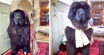 Ce charmant gros chien exhibe une coiffure différente chaque jour : l'une plus adorable que l'autre