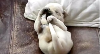 Dogs can DREAM and this video proves it !