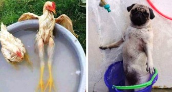 15 photos hilarantes d'animaux qui ont appris à survivre à la chaleur de l'été bien mieux que nous