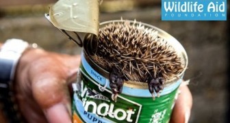 They could hear noises in the garden: a cute baby hedgehog was stuck in a can !