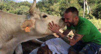 Cet homme a aidé une vache en difficulté à mettre bas : elle le remercie avec affection