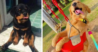 12 photos that show just how adorably funny are canine friends really are