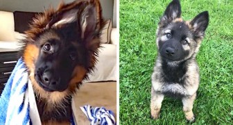 13 Duitse herder-pups die een echt concentraat van tederheid zijn