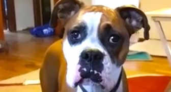 It is impossible to resist this boxer who wants to get on the couch !