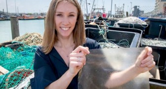 Ein Student hat aus Fischabfällen eine biologisch abbaubare Folie hergestellt, die Plastik ersetzen könnte