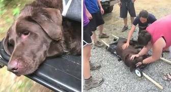 Een hond raakt gewond en komt vast te zitten in de bergen: een groep dappere onbekenden biedt aan haar te redden