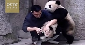 Un hombre busca dar una medicina a 2 pandas, pero ellos son de otro parecer