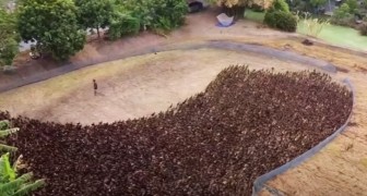 Eine Armee von 10 000 Enten reinigt ein Reisfeld von Schädlingen: die grüne Methode ohne Pestizide