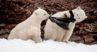 Due orsi polari giocano masticando una busta di plastica: un'immagine straziante sulle derive dell'inquinamento