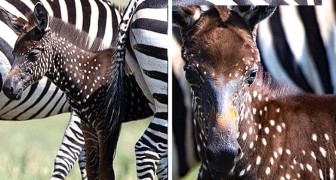 Dieses entzückende Zebra wurde mit Tupfen statt Streifen geboren: Sein Fell sieht wie gemalt aus