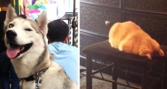 18 photos of cats and dogs who don't even realize how bizarre their behavior is