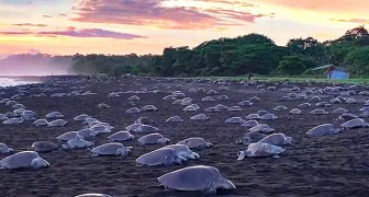 Costa Rica, centinaia di tartarughe marine arrivano in spiaggia per deporre le uova: lo spettacolo è mozzafiato