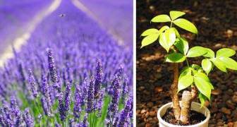 6 Pflanzen, die der Überlieferung zufolge ein gutes Vorzeichen für Reichtum, Gesundheit und Liebe sind