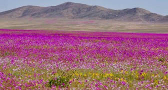 Eine der trockensten Wüsten der Welt färbt sich nach drei Jahren mit über 200 Blumenarten wieder farbig