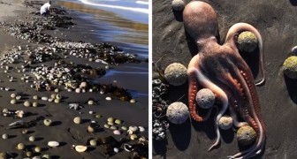 Eaux du Pacifique empoisonnées : des centaines d'animaux marins ont été retrouvés morts sur la plage