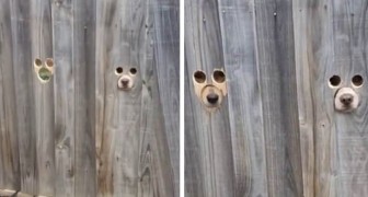 De eigenaresse maakte gaten in het hek zodat haar twee honden voorbijgangers kunnen bekijken