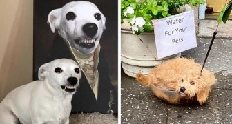 16 sympathische Hunde, vor denen es unmöglich ist, ein Lächeln zurückzuhalten