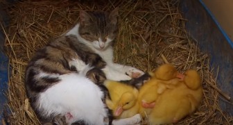 Een kat verwelkomt in haar nest ook 3 eendjes die geen moeder meer hebben