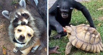 17 foto di amicizie inconsuete tra animali che riescono a illuminare anche la nostra giornata più buia