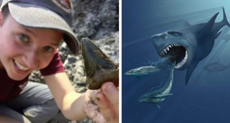 Usa, scoperti 87 enormi denti di mega-squali: facevano parte di un asilo nido preistorico