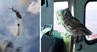 Ce hibou a volé à l'intérieur d'un hélicoptère et s'est tenu à côté du pilote qui éteignait un incendie