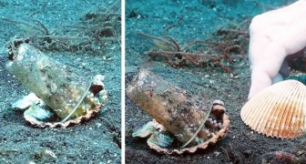 Un plongeur convainc une pieuvre d'abandonner le gobelet en plastique qu'il avait choisi comme maison
