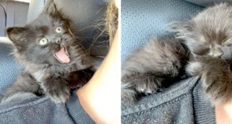 Un gattino randagio viene salvato da una donna gentile e si addormenta subito sulla sua spalla
