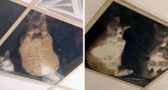 Una donna installa un soffitto trasparente dove i gatti al piano di sopra possono controllare la padrona ogni istante