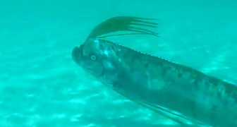 Voilà une des rares vidéos de cet immense poisson océanique à l'aspect si curieux