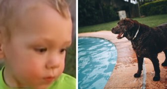 Ein 1-Jähriger läuft Gefahr, im Schwimmbad zu ertrinken, aber sein Hund wirft sich ins Wasser, um das Schlimmste zu verhindern