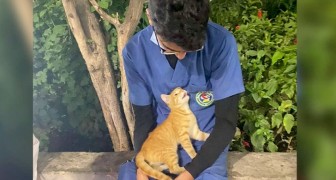 Un gatito callejero sube sobre las rodillas de un enfermero mientras está descansando y lo consuela con muchos ronroneos y caricias
