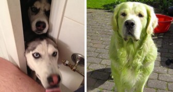 15 foto's van verloren gevechten die alleen degenen die met een hond leven, volledig kunnen begrijpen
