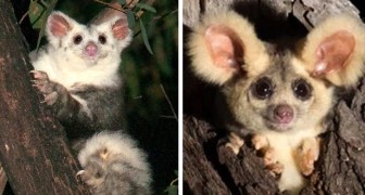 Scoperte in Australia due nuove specie di marsupiali: un'ottima notizia per la biodiversità