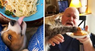 17 naughty pets who were caught red handed while stealing their masters' food