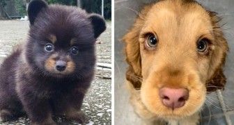 23 puppy's die zo schattig zijn dat ze niet eens echt lijken