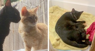 Um casal de gatos pedem a seus vizinhos humanos que os deixem entrar em casa para que possam dar à luz aos seus filhotes no calor de um lar