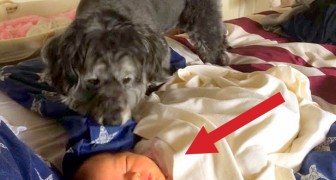 Een hond kruipt op het bed van een slapende baby: wat hij doet is ongelovelijk