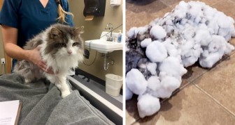 Ils trouvent leur chat gelé et couvert de neige : la course chez le vétérinaire lui sauve la vie