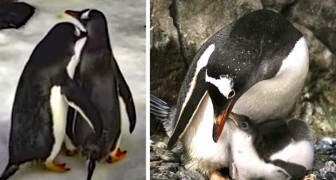 Das schwule Pinguin-Paar, das zwei verlassene Eier adoptierte, brachte sein zweites Küken zur Welt...