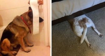 15 fotos divertidas de perros que pensaban haber encontrado el escondite perfecto de sus dueños